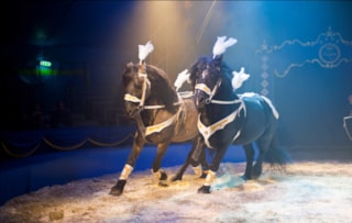 Circus Sijm 3