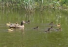 Lente 8-4-18