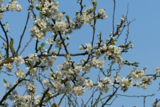 Pruimen 28-4-18