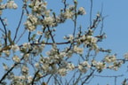 Pruimen 28-4-18