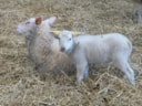 Alderwegenschapen 20-5-18