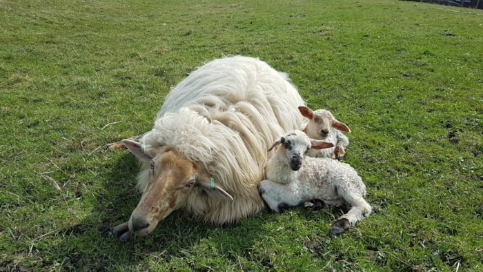 SPRING! - schaap met lammeren