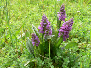Gevlekte orchidee 3-6-18