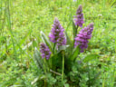 Gevlekte orchidee 3-6-18