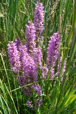 Rietorchis