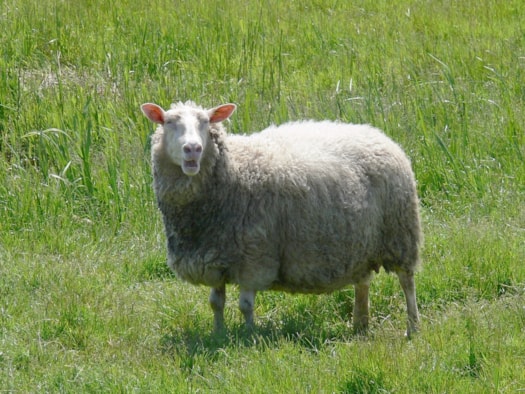 Melkschaap 17-6-18