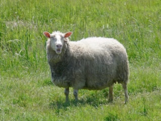 Melkschaap 17-6-18