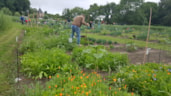 De pluktuin Enkhuizen
