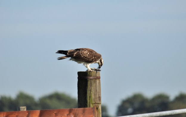 Visarend met prooi 22-7-18