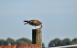 Visarend met prooi 22-7-18
