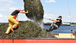 Gemaaide waterplanten