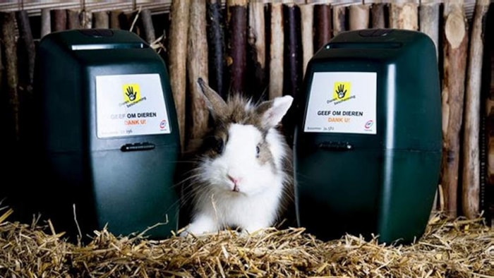 Geef om dieren