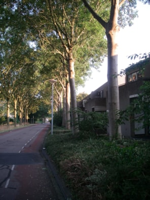 situatiefoto 2, straatzicht vanaf de andere kant van de Ossenweide, Zwaag