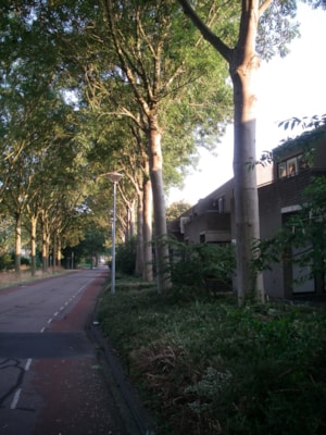 situatiefoto 2, straatzicht vanaf de andere kant van de Ossenweide, Zwaag