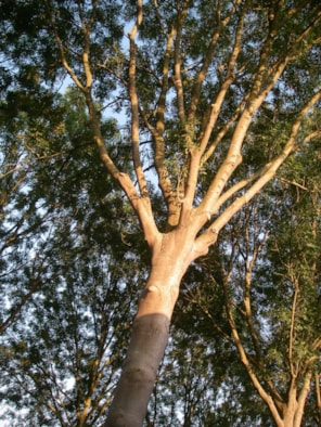 situatiefoto 3, 1 van de 14 mogelijk te kappen bomen, Ossenweide, Zwaag