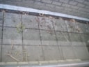 situatiefoto 4, mijn balkon met de oogst aan takken na 1 jaar niet  te hebben opgeruimd, Ossenweide, Zwaag