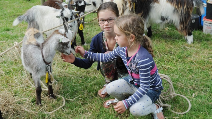 Geitjes