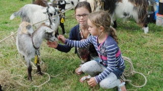 Geitjes