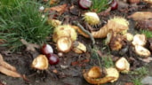 Kastanjes