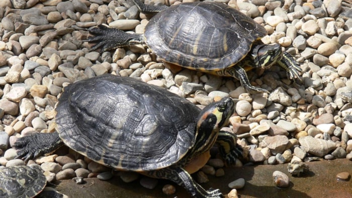 schildpad 23-9-18