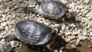 schildpad 23-9-18
