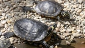 schildpad 23-9-18