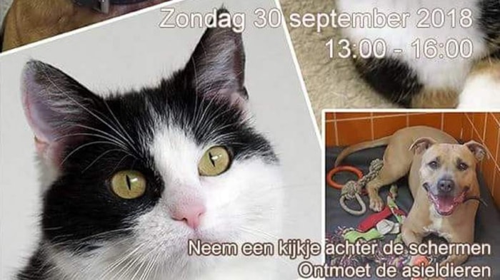 Open asieldag