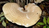 Zadelzwam