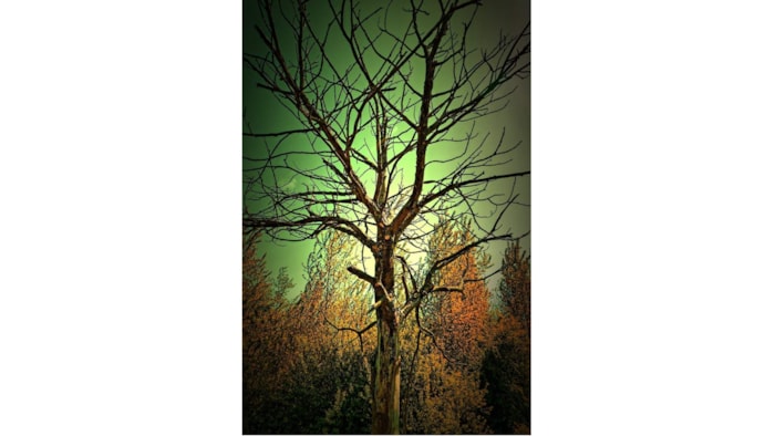 Bomen over bomen - Foto Hans Smink