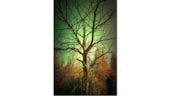 Bomen over bomen - Foto Hans Smink