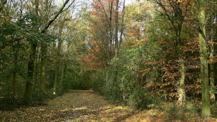 Streekbos 21-10-18