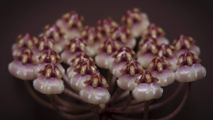 Hoya