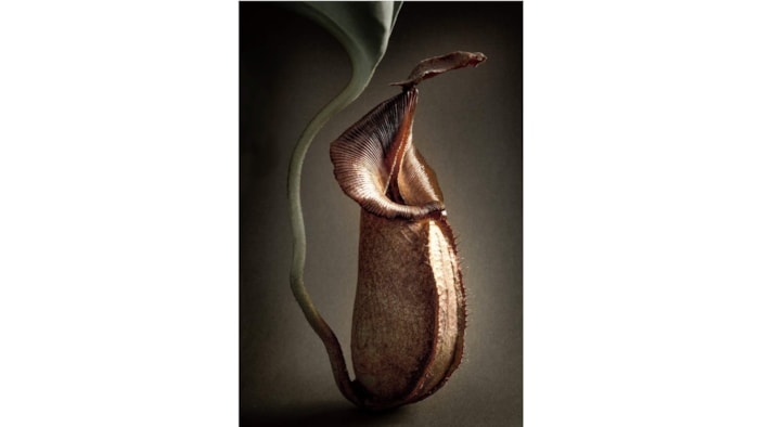Nepenthes truncata