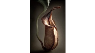 Nepenthes truncata