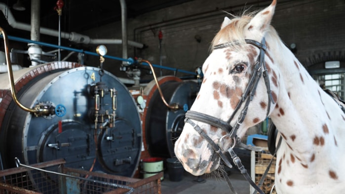 Paard bij de ketels van het Stoommuseum
