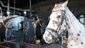 Paard bij de ketels van het Stoommuseum