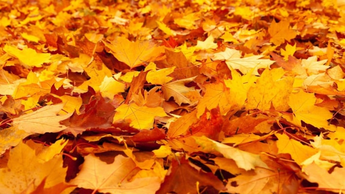 Herfstcadeautjes-speurtocht (1)