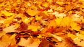 Herfstcadeautjes-speurtocht (1)
