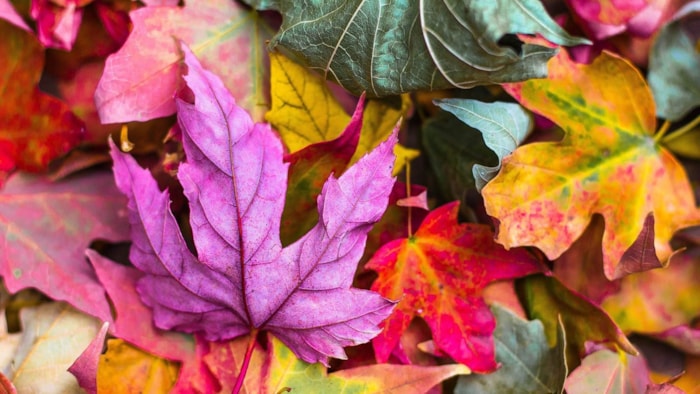 Herfstcadeautjes-speurtocht (2)