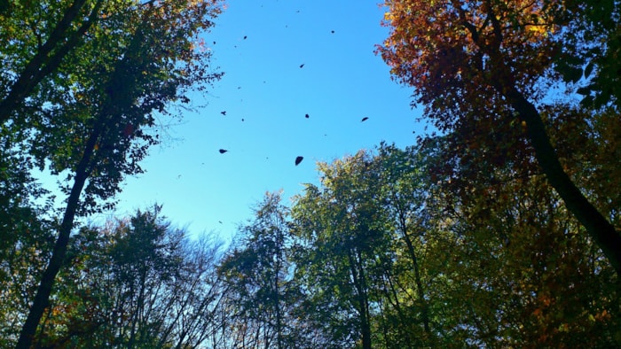 autumn-214709_1920