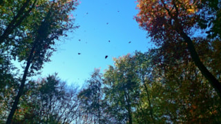 autumn-214709_1920