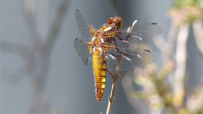 Libelle Rob den Hartog