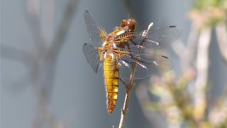 Libelle Rob den Hartog