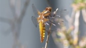 Libelle Rob den Hartog