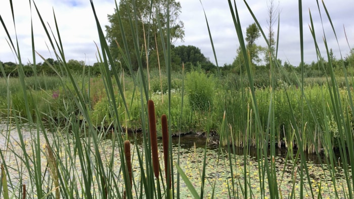 natuurvriendelijke oever
