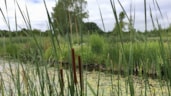 natuurvriendelijke oever