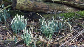 Sneeuwklokjes