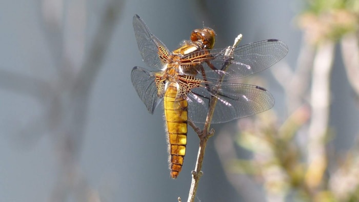 Libelle2-Rob Webeling-MAK BLokweer