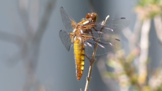 Libelle2-Rob Webeling-MAK BLokweer