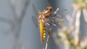 Libelle2-Rob Webeling-MAK BLokweer